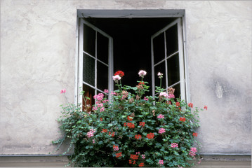 Fototapeta na wymiar Flowers blooming in window box of Paris house