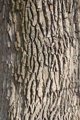 tree bark 1