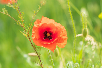 Lonely poppy flower on a wheat field. Beautiful summer landscape
