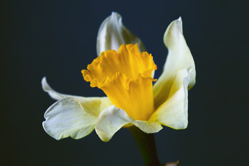 white and yellow spring narcissus on dark background. horizontal composition, studio shot
