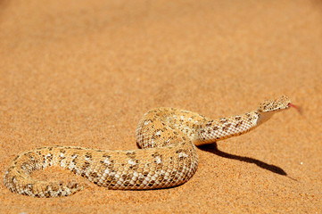 Sidewinder snake defending itself in the namib desert 
