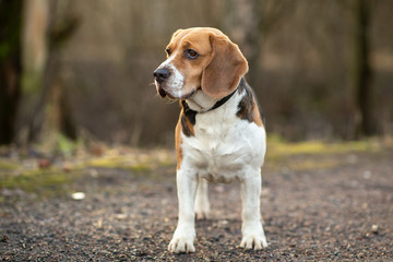 Cute beagle dog at walk on lonely road in forest