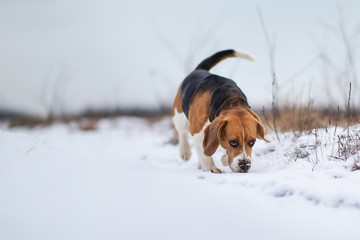 Portrait of a Beagle dog at walk in winter