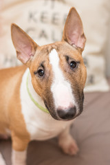 Bull terrier