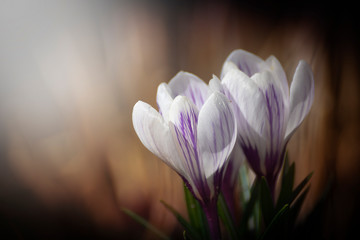 Blooming crocuses in wildlife in early spring. Other spring flowers.