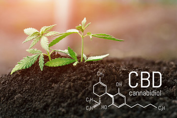 Cannabis plant growing concept, hemp seedling growing from the ground, marijuana with green leaves....