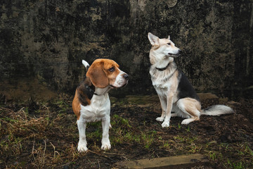 Two dogs standing by gray wall outdoor
