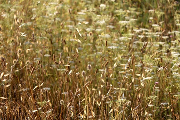 Wildflowers in a meadow, illuminated by warm sunset light. Selective focus.
