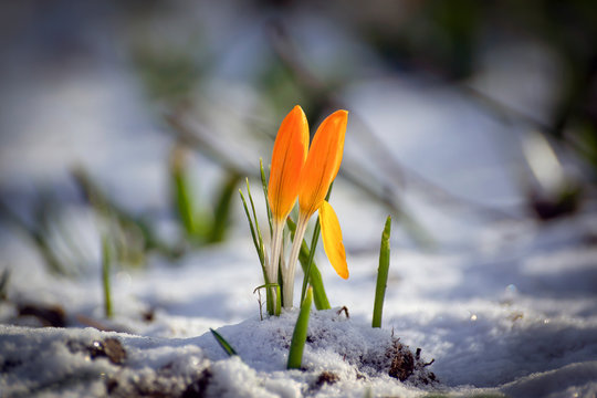 Blooming crocuses in wildlife in early spring. Other spring flowers.