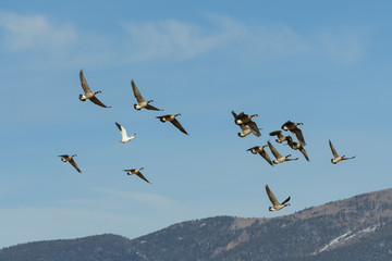 Common waterfowl of Colorado. A group of Canada Geese flying in the mountains with one lone snow goose.