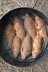 fish just caught and cooked and smoked in nature