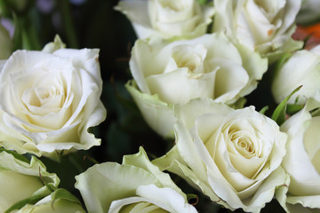 Beautiful flowers white roses. Top view. Close-up. Background. Texture.