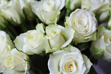 Beautiful flowers white roses. Top view. Close-up. Background. Texture.