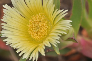 Żółty kwiat © Tomasz