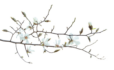 Blooming magnolia flowers on tree branch isolated on white background