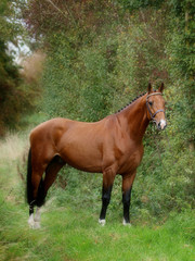 Fototapeta premium Wspaniały ogier gniady