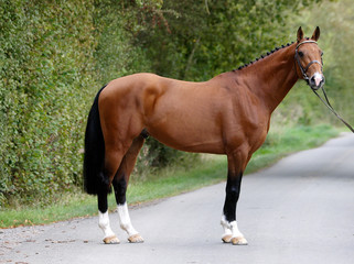 Stunning Bay Stallion