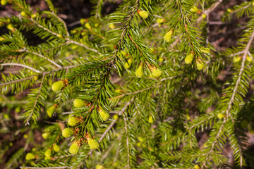 Spruce branches with new needle shoots at the ends of the branches in spring. Evergreen fir (Picea abies).