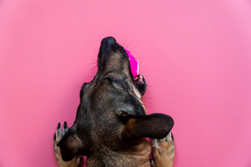 top view happy mongrel dog plays with pink toy ball on pink background