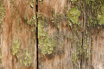 Old weathered wooden plank painted in green color. Wood textured vintage wall background. Peeling paint flakes.