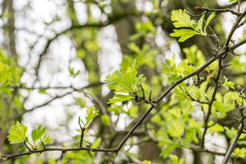 Spring natural background with blossoming light green leaves on tree branches. Fresh and bright spring nature.