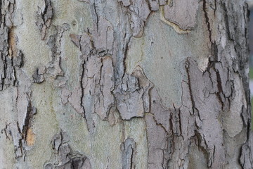tree bark 