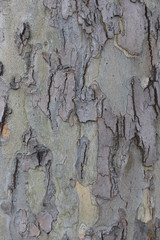 tree bark 