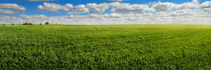 Spring landscape of green field with winter crops and sky with clouds