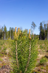 New pine buds in the spring between the bright green needles. Folk medicine - Tea ingredient for the treatment of lung diseases. Selective focus. A forest clearing in the background