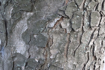 tree bark 