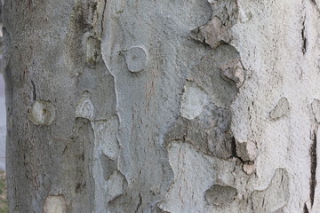 tree bark 