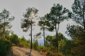 Three trees in the mountains cover the sun.