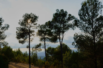 Obraz premium Three trees in the mountains cover the sun.