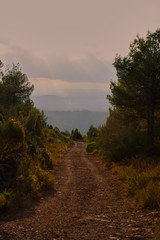 Fototapeta na wymiar Mountain path between trees, towards the sunset