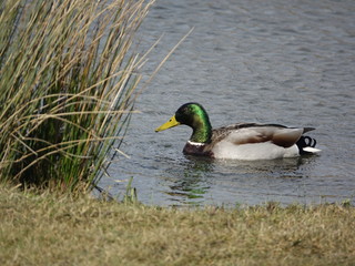 male mallard (Anas platyrhynchos)