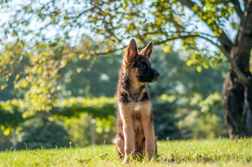 A german shepherd puppy sitting on the grass of a backyard