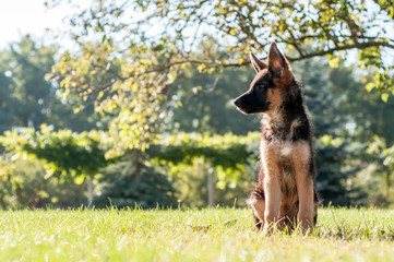 A german shepherd puppy sitting on the grass of a backyard