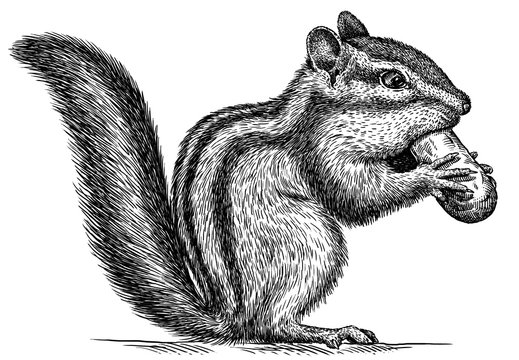 black and white engrave isolated chipmunk illustration