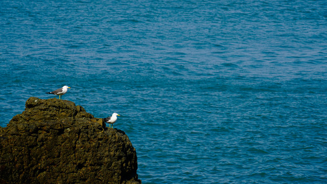 two seagulls resting on a rock