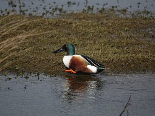 male shoveler duck (Anas clypeata)