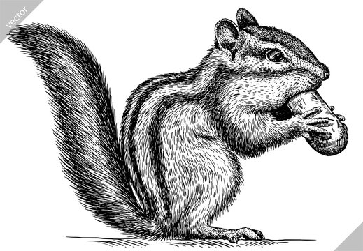 black and white engrave isolated chipmunk vector illustration