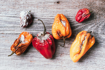Moldy and wrinkled rotten peppers. Concept of unhealthy, decompose, spoiled vegetables. Garbage dump rotten food on wooden background. Top view. Copy space. Waste concept - obrazy, fototapety, plakaty