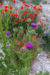 Blooming poppy flowers