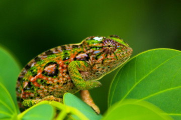beaufitul colourful close up of Jeweled chameleon / Furcifer lateralis in its natural habitat Madagascar © Miguel