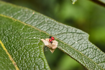 Two small beetles of with red elytra and black head walking on a green leaf