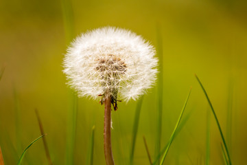 Single dandelion flower, Taraxacum from plants family Asteraceae, with ball of feather seeds on green blurred background. Beautiful dreamy nature card