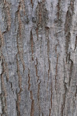 tree bark 4
