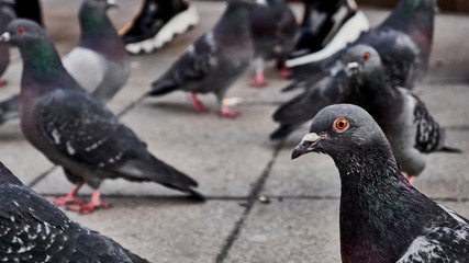 flock of street pigeons close-up
