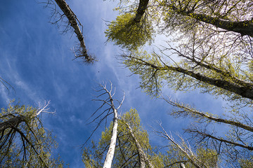 poplar trees damaged by drought and negligence, dried poplar trees,