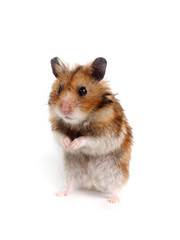 Syrian hamster stands on its hind legs. Photo on a white background.